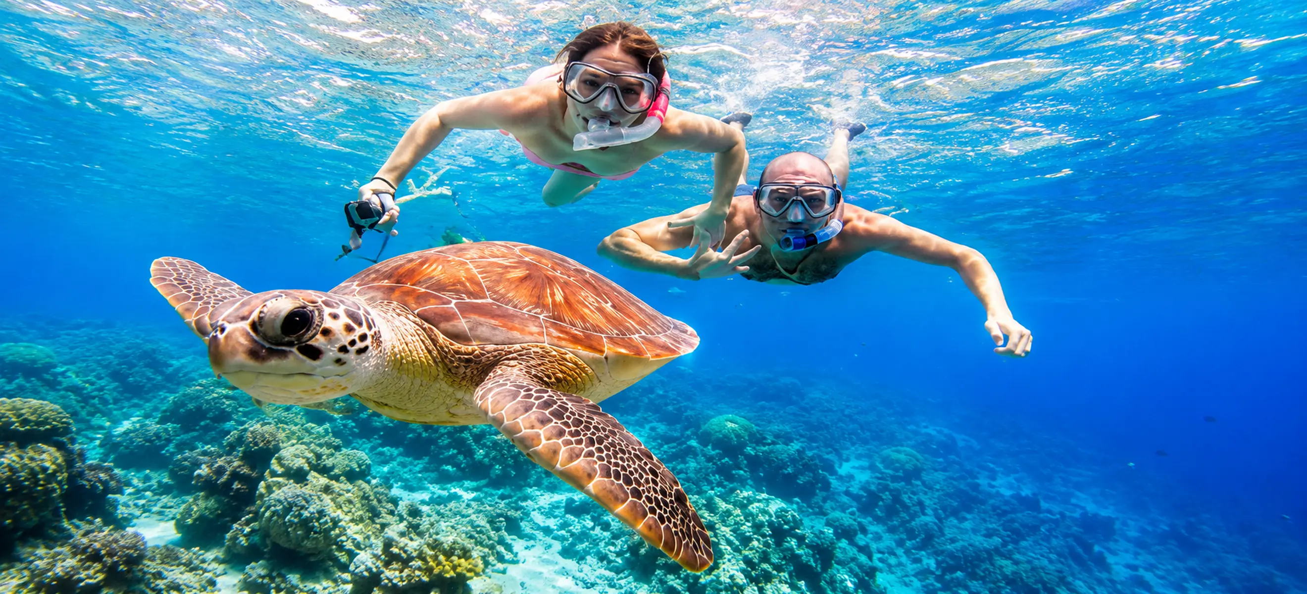 Couple snorkeling with a sea turtle in the crystal-clear Caribbean waters during a private yacht excursion in Punta Cana, Dominican Republic