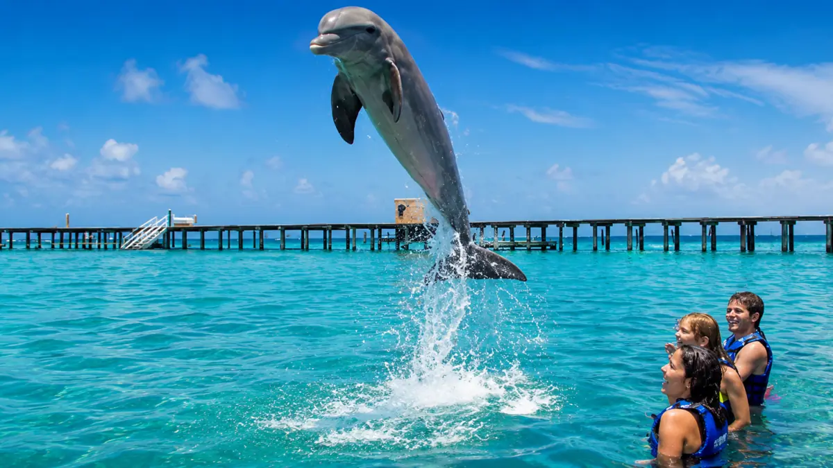 Dolphin jumping during the Dolphin Funtastic Experience in Punta Cana